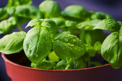 basil Repels Mosquitos arround your pool