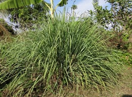 cutronella Repels Mosquitos arround your pool