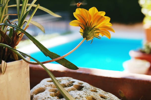 Mosquito Repelling Plants for your Swimming Pool and Backyard