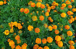 marigolds Repel Mosquitos arround your pool