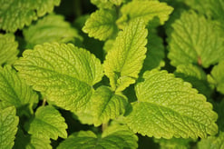 Lemon Balm Repels Mosquitos arround your pool